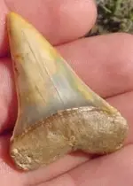 my fossils 416.webp