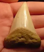 my fossils 651.webp