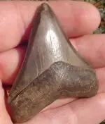 my fossils 371.webp
