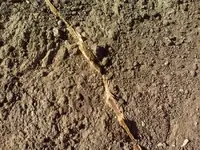 outcrop seam.webp