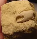 my fossils 698.webp