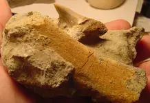 my fossils 700.webp