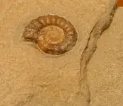my fossils 690.webp