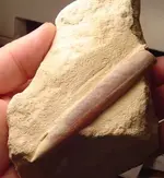 my fossils 699.webp