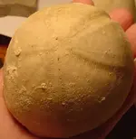 my fossils 694.webp