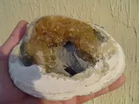 my fossils 683.webp