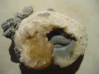 my fossils 685.webp