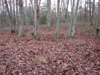 Site247 TwoDepressions.webp Site247 TwoDepressions.webp
