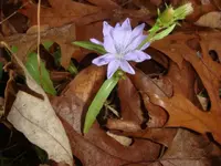 Flower.webp