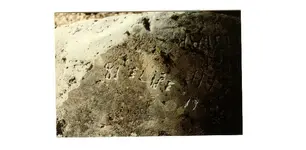 Elipe on rock.webp