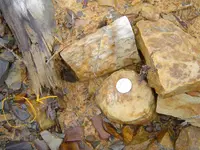 Fossil_hunt_yesterday_005[1].webp