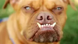 capt.29041130216b47d1890feba8f7a5a0e7.aptopix_world_s_ugliest_dog_canb103.webp