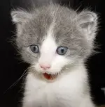 Wow!  Did you see that.webp