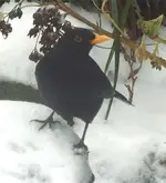 Black-Bird.webp