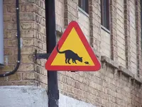 800px-Road_sign_cat.webp