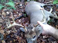 Johnnylaw buck 2.webp