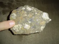 Trilobite & shells 001.webp