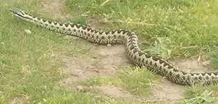 adder_in_grass.webp
