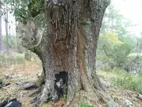 000_0005.webp