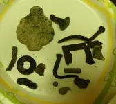 101_0015.webp