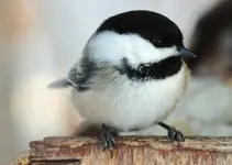 nikon birdies.webp