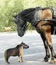 worlds smallest horse-Thumbelina.webp