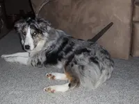 bella.webp