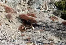 sheep1111.webp