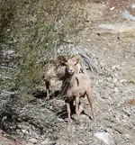 sheep4444.webp