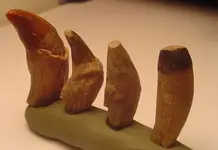 my fossils 345.webp