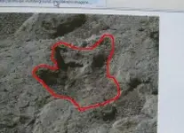 dinoprint.webp