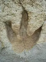 dinoprint2.webp