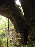 fern natural bridge.webp