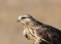 IMG_aspenhawk3.webp