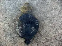 p.webp