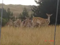 fawns.webp