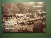 Forest Heritage Museum 028.webp