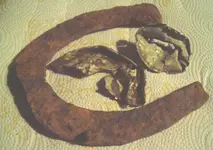 horseshoe2.webp