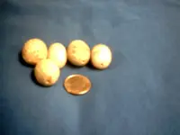eggs2.webp