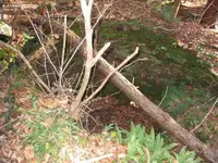 Picture 136.webp