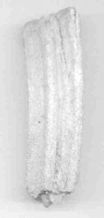 Front vertical scan of tooth.jpg