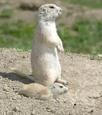 praryan1.webp