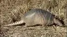 armadillo.webp