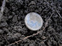 Large cent in soil.jpg