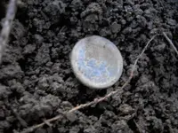Large cent in soil.webp