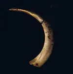 Boar Tusk sm.webp