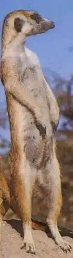 meercat.webp