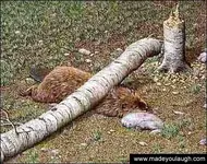 dead_beaver.webp