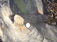 Fossils & mt walk 001.webp
