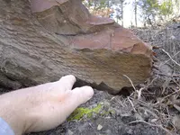 Fossils & mt walk 003.webp